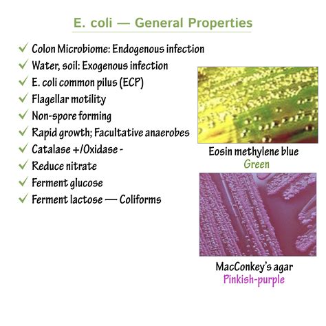 What does E. coli ferment?