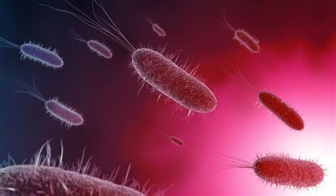 What does E. coli produce?