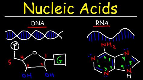 What does G stand for in biochemistry?