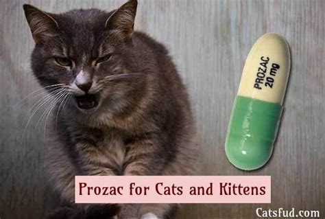 What does Prozac do for cats?
