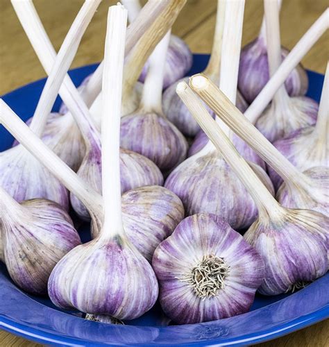 What does Russian garlic look like?
