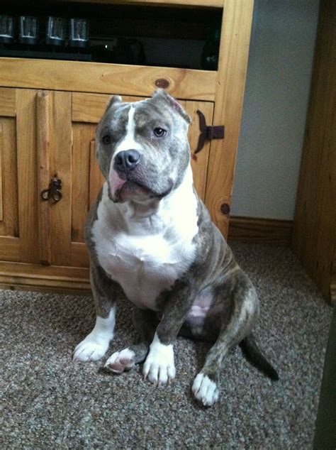 What does a 1 year old pitbull look like?