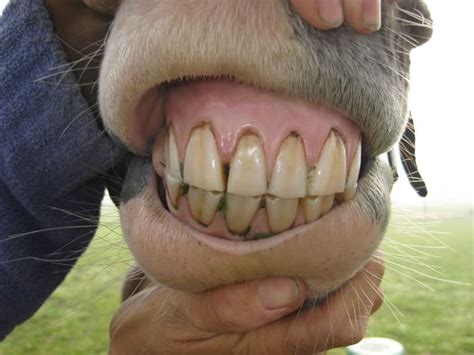 What does a 30 year old horses teeth look like?