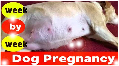 What does a 40 days pregnant dog look like?