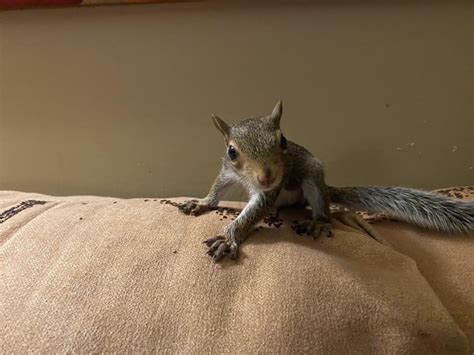 What does a 5 week old squirrel look like?