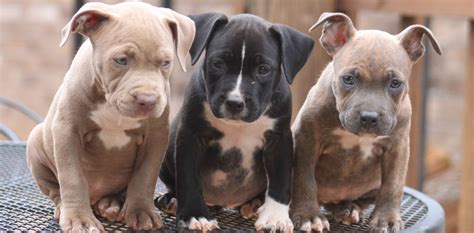 What does a Pit Bull puppy need?
