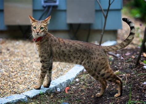 What does a Savannah cat look like?