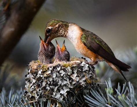 What does a baby hummingbird look like?