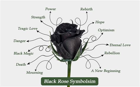 What does a black rose mean negatively?