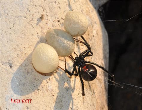 What does a black widow egg look like?