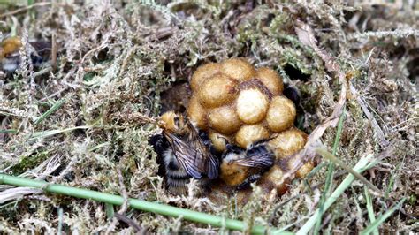 What does a bumblebee nest look like in the ground?