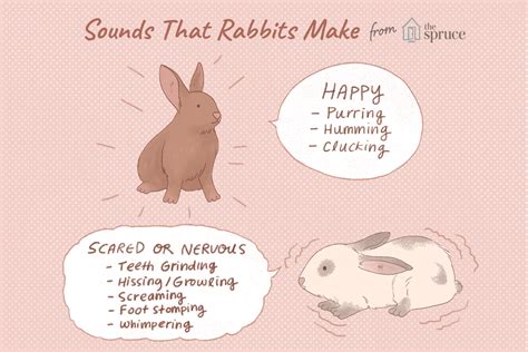 What does a bunny in pain sound like?