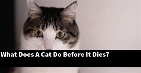 What does a cat do before it passes away?
