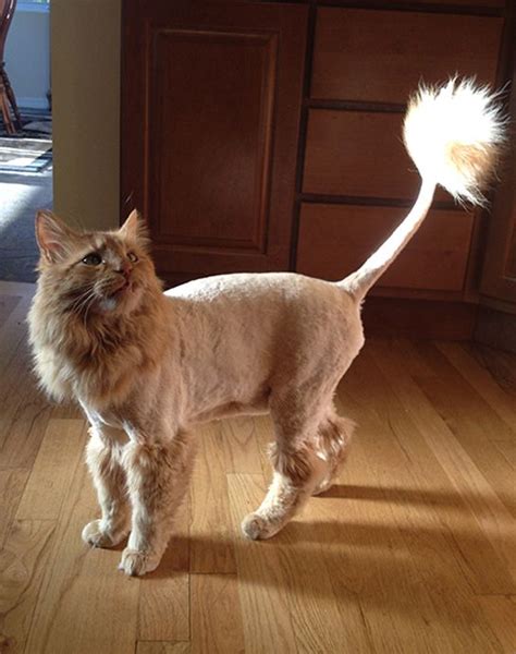 What does a cat lion cut look like?