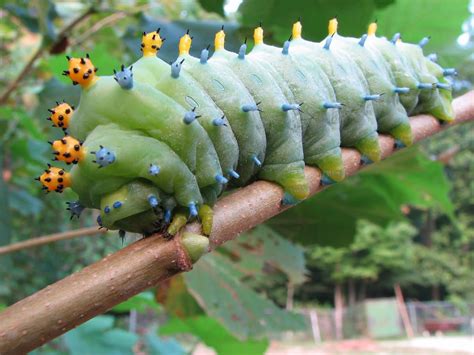 What does a caterpillar see?