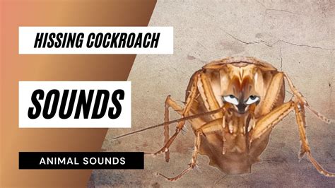 What does a cockroach scream sound like?