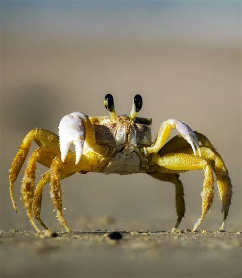 What does a crabs vision look like?