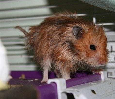 What does a dehydrated hamster look like?