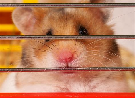 What does a depressed hamster look like?