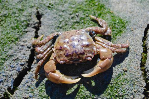 What does a dying crab look like?