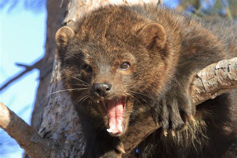 What does a fisher cat look like?