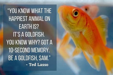 What does a goldfish need to be happy?