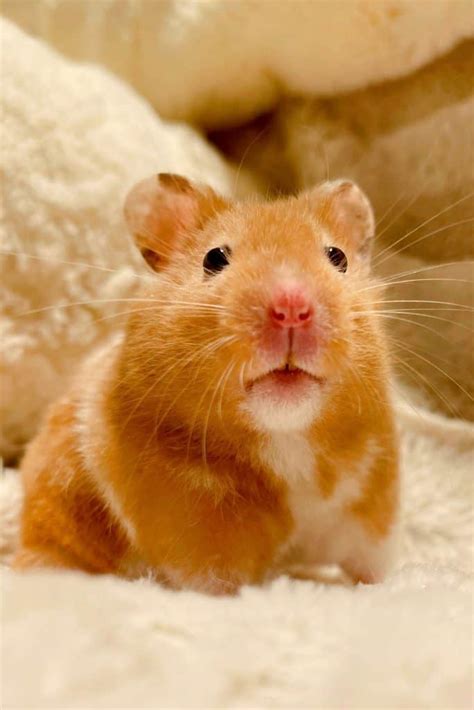 What does a hamster see?