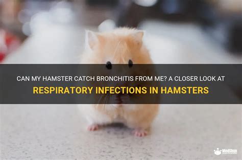 What does a hamster with a respiratory infection sound like?