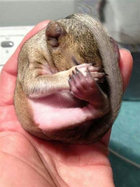 What does a healthy 3 week old squirrel look like?