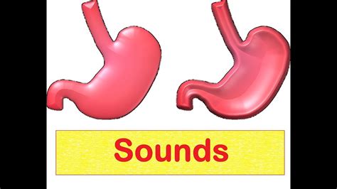 What does a healthy stomach sound like?