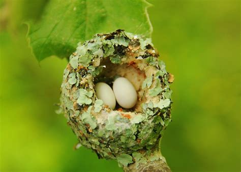 What does a hummingbird nest look like?