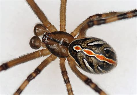 What does a male black widow look like?