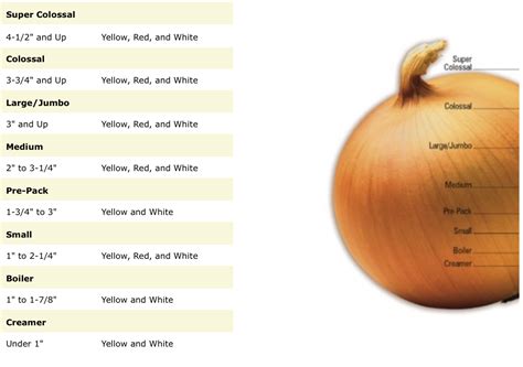 What does a medium size onion look like?