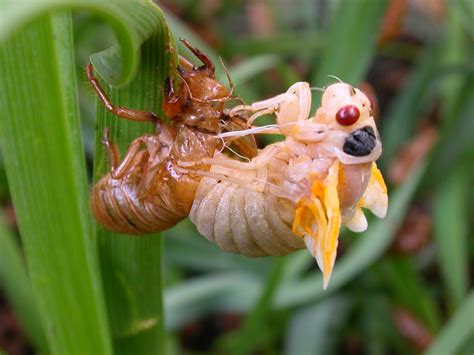 What does a molt look like?