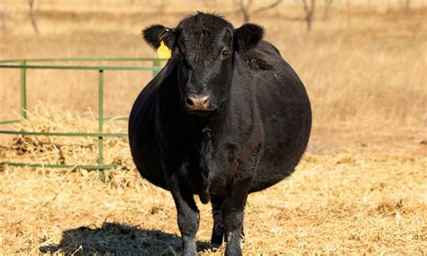 What does a pregnant heifer look like?