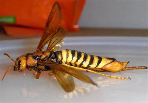 What does a queen wasp look like?