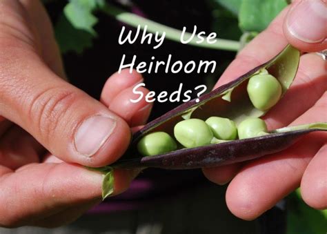 What does a rare seed grow?