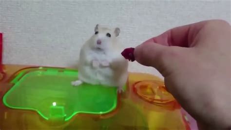 What does a sad hamster look like?