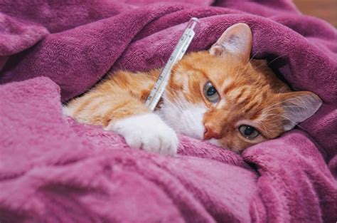 What does a sick cat look like?