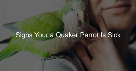 What does a sick parrot look like?