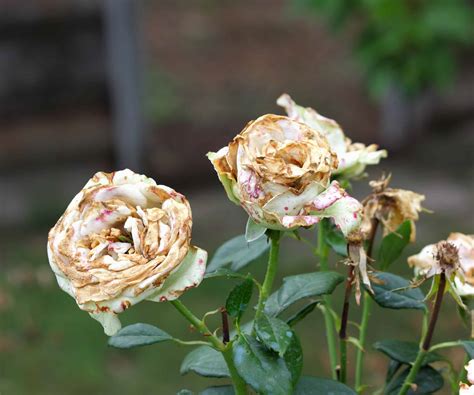 What does a sick rose bush look like?