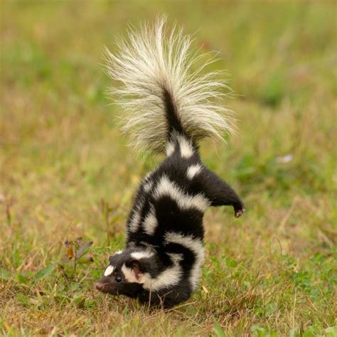 What does a skunk smell like?