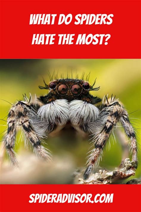 What does a spider hate?