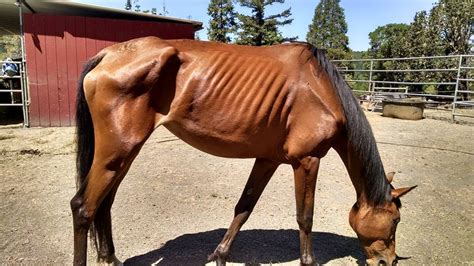 What does a starving horse look like?