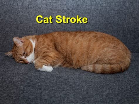 What does a stroke look like in a cat?