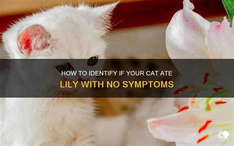 What does a vet do for a cat that ate a lily?