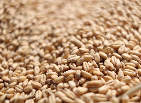 What does a wheat grain look like?