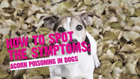 What does acorn poisoning look like in dogs?