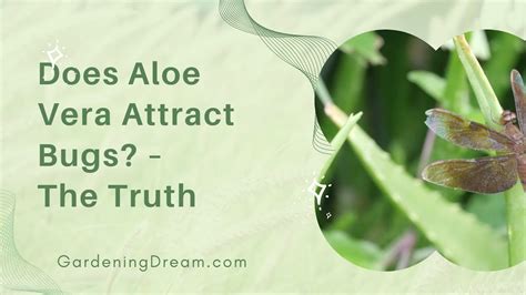 What does aloe vera attract?