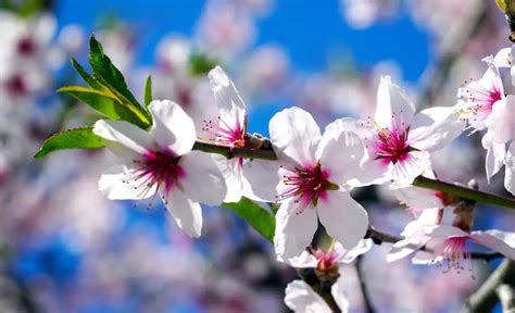 What does an Almond Blossom symbolize?